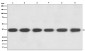 Anti-GAPDH Rabbit Monoclonal Antibody